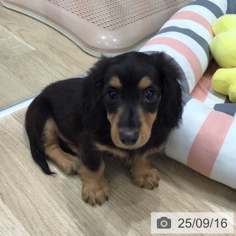 ミニチュア・ダックスフンドの写真