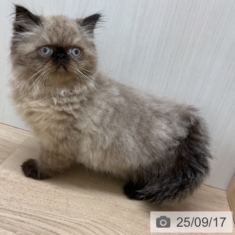 ヒマラヤンの写真
