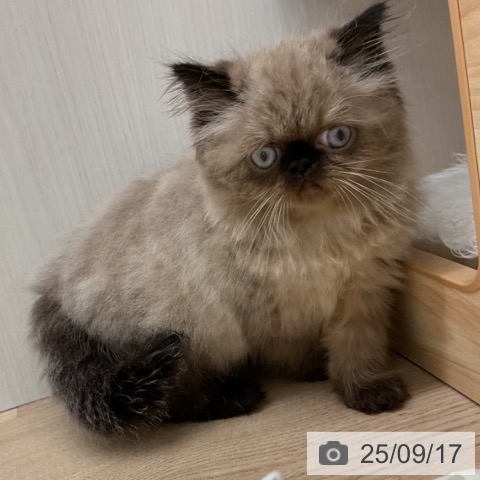 ヒマラヤンの写真