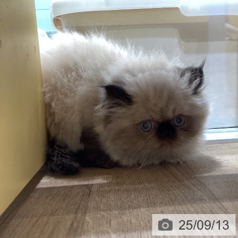 ヒマラヤンの写真