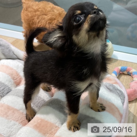 チワワの写真
