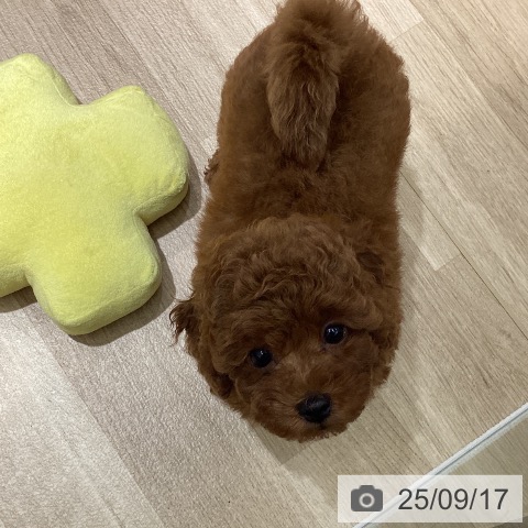 トイ・プードルの写真