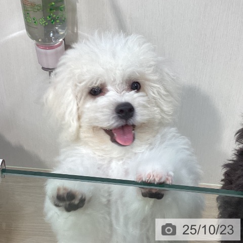 ビション・フリーゼの写真