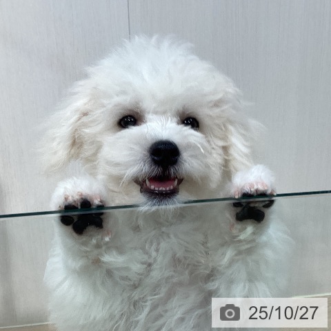 ビション・フリーゼの写真