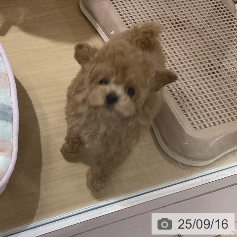 トイ・プードルの写真