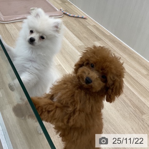 愛知県のトイプードル(トイ) (ペットプラス 豊橋牧野店/2025年7月13日生まれ/男の子/レッド)の子犬の4枚目の画像