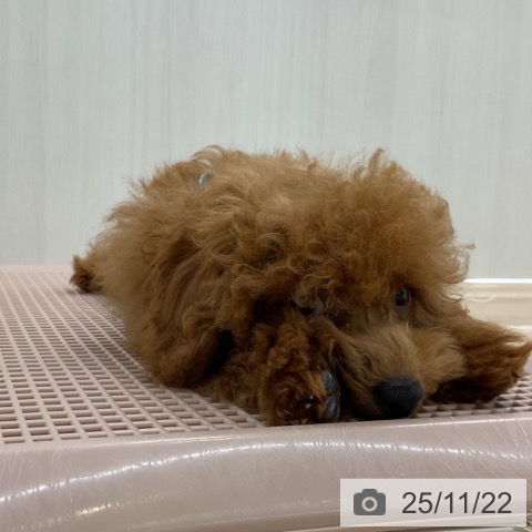 愛知県のトイプードル(トイ) (ペットプラス 豊橋牧野店/2025年7月13日生まれ/男の子/レッド)の子犬の3枚目の画像