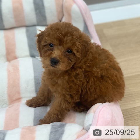 トイ・プードルの写真