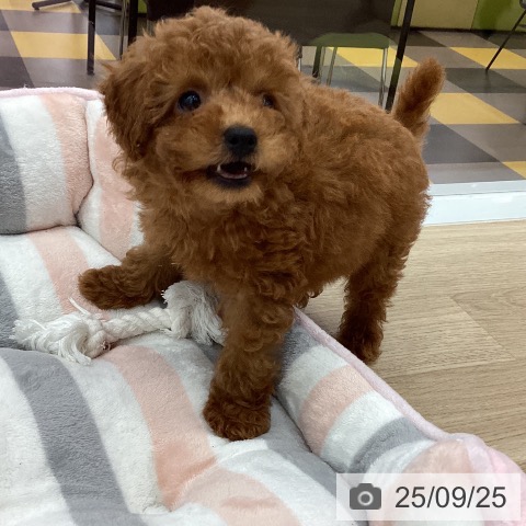 トイ・プードルの写真