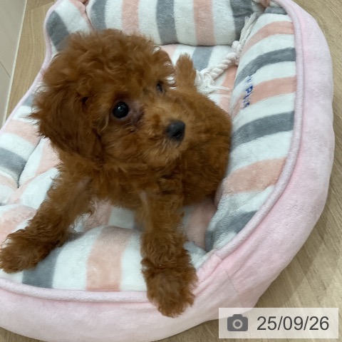 トイ・プードルの写真