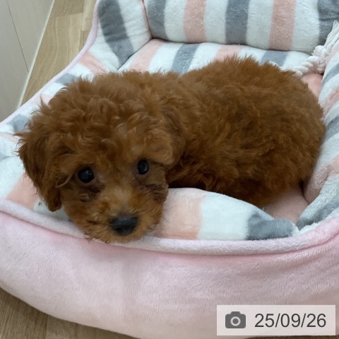 トイ・プードルの写真