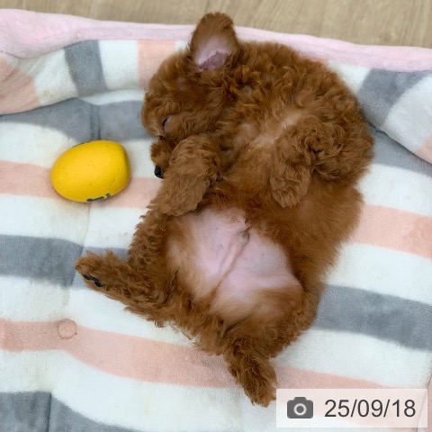 トイ・プードルの写真