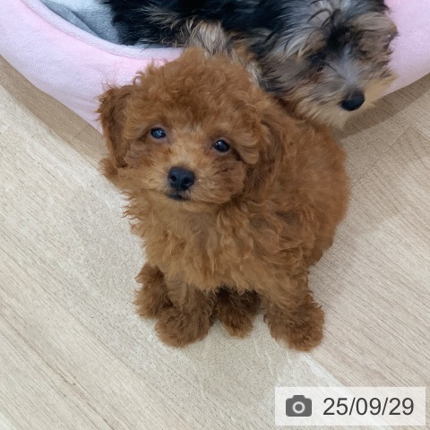 トイ・プードルの写真