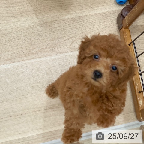 トイ・プードルの写真