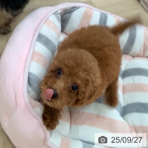 トイ・プードルの写真