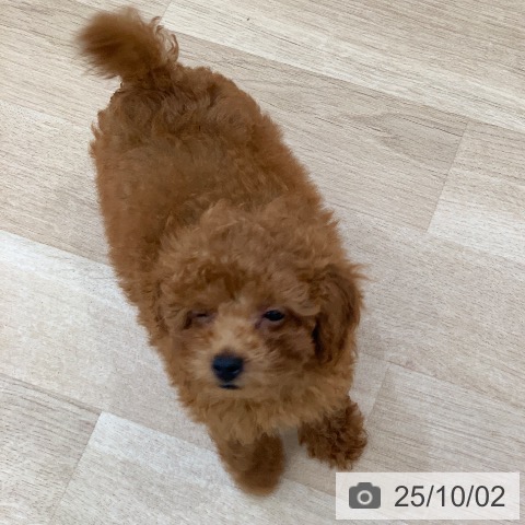 トイ・プードルの写真