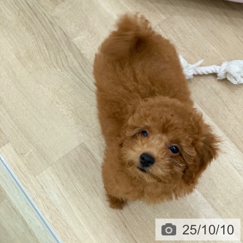 トイ・プードルの写真