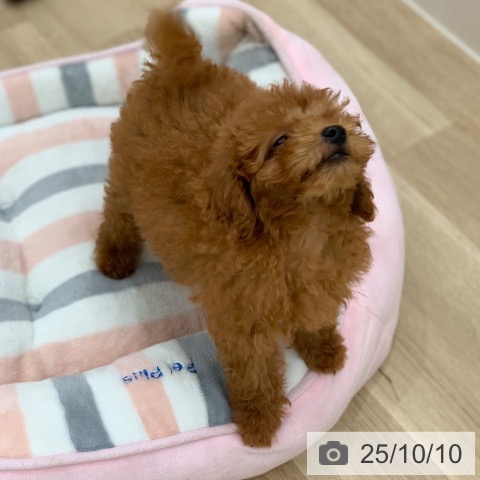 トイ・プードルの写真