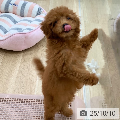 トイ・プードルの写真