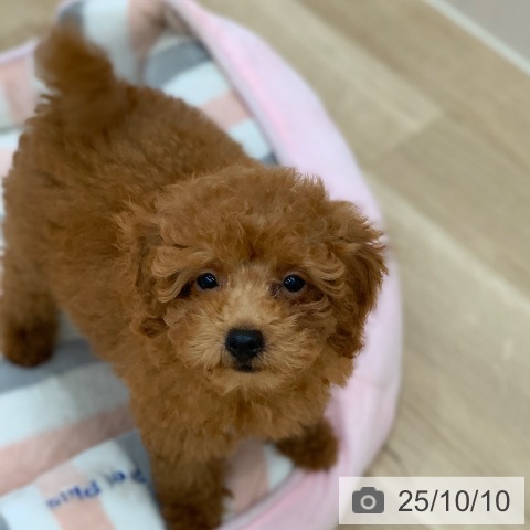 トイ・プードルの写真