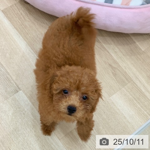 トイ・プードルの写真