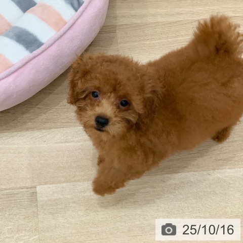 トイ・プードルの写真