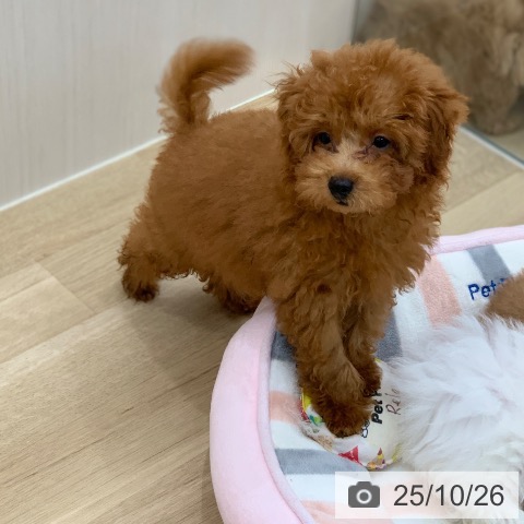 トイ・プードルの写真