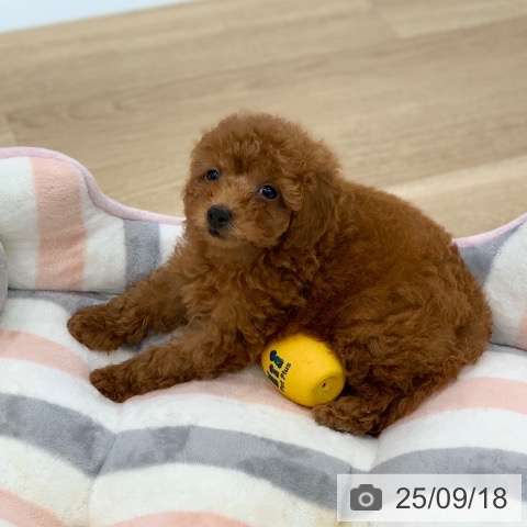 トイ・プードルの写真