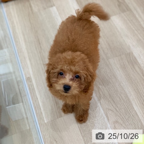 トイ・プードルの写真