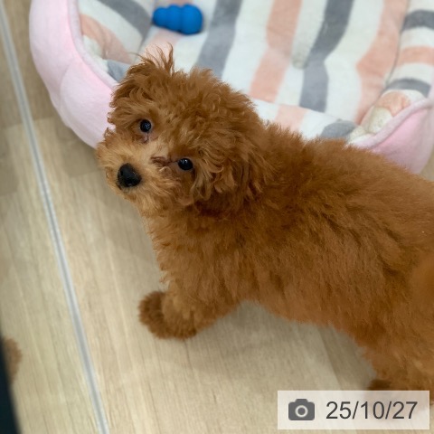 トイ・プードルの写真