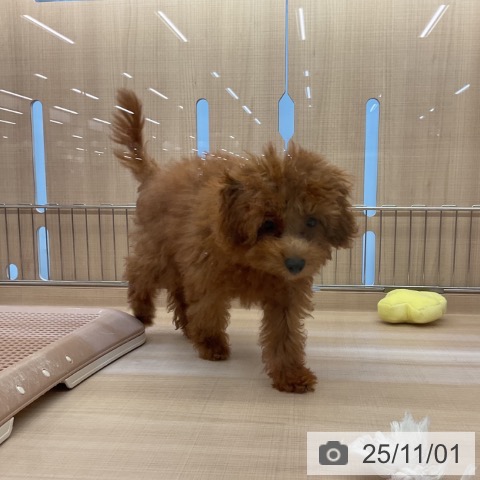 トイ・プードルの写真