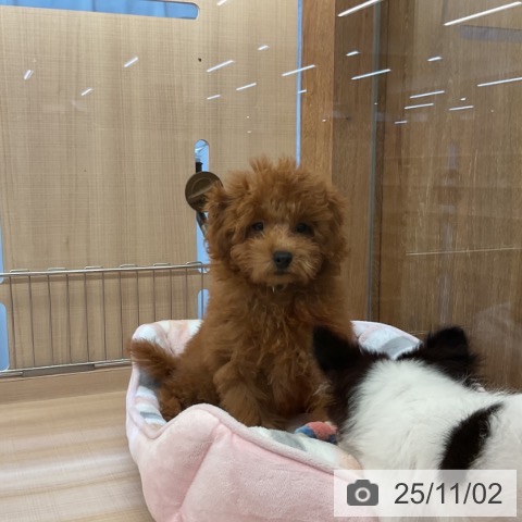 トイ・プードルの写真