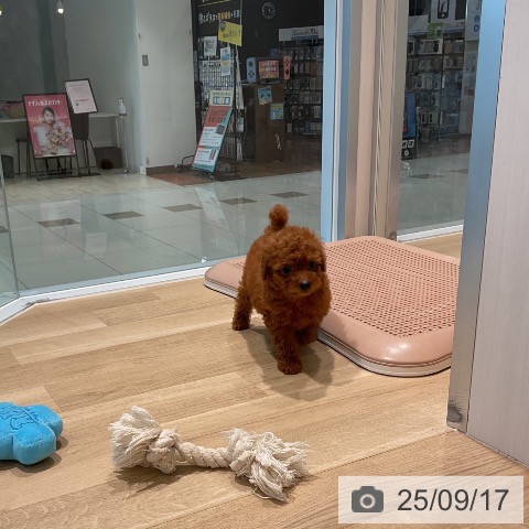 トイ・プードルの写真