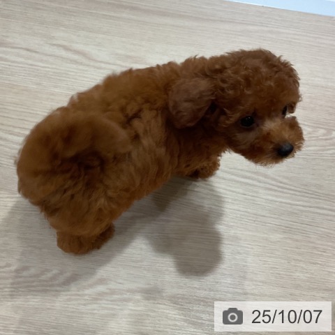 トイ・プードルの写真