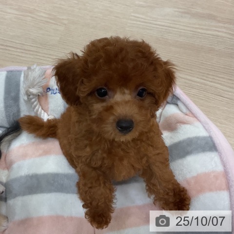 トイ・プードルの写真