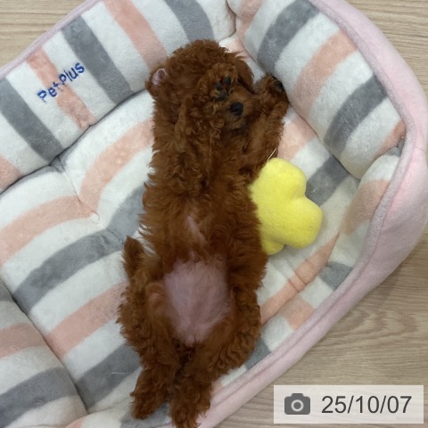 トイ・プードルの写真