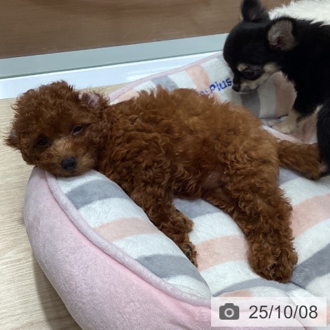 トイ・プードルの写真