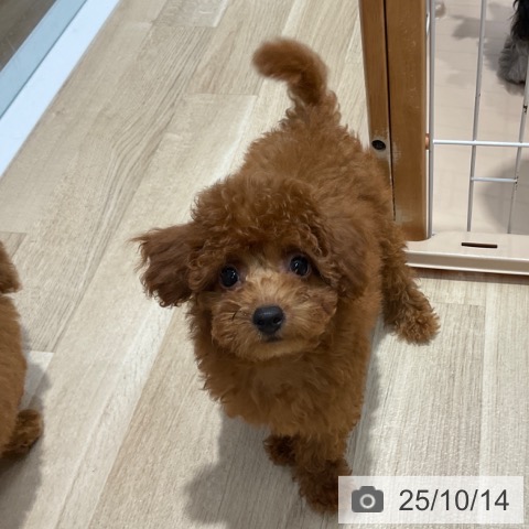 トイ・プードルの写真