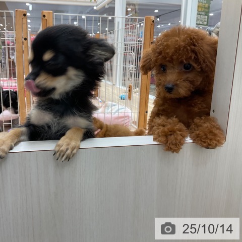 トイ・プードルの写真