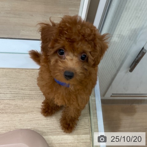 トイ・プードルの写真