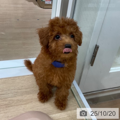 トイ・プードルの写真