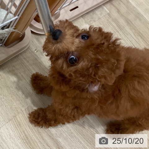 トイ・プードルの写真