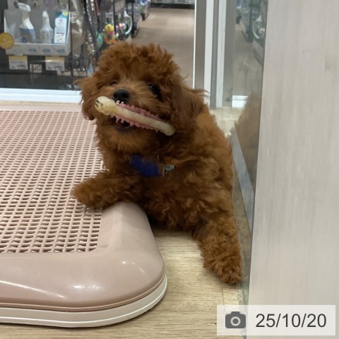 トイ・プードルの写真