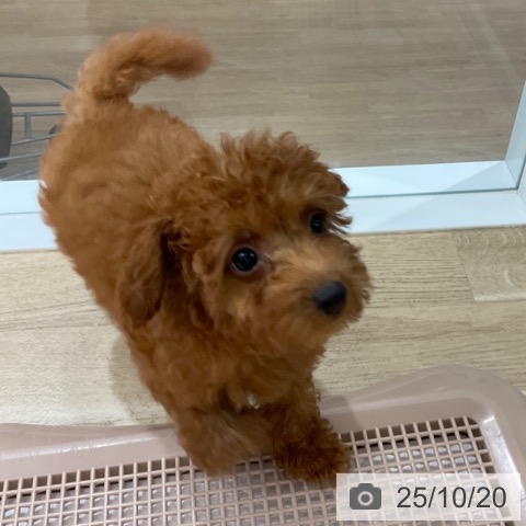 トイ・プードルの写真