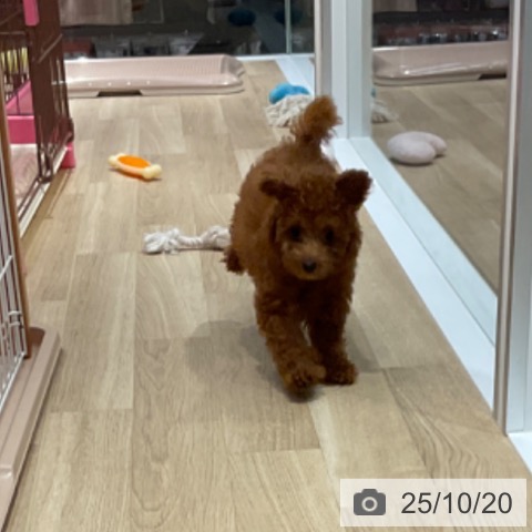 トイ・プードルの写真