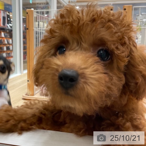 トイ・プードルの写真