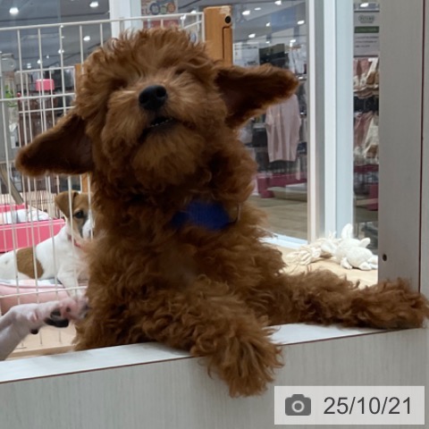 トイ・プードルの写真