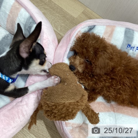 トイ・プードルの写真