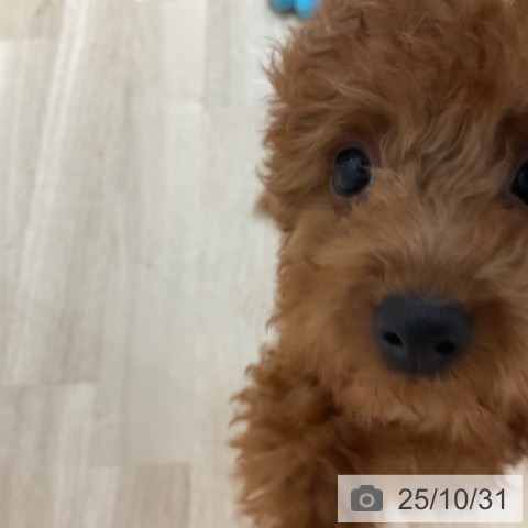 トイ・プードルの写真