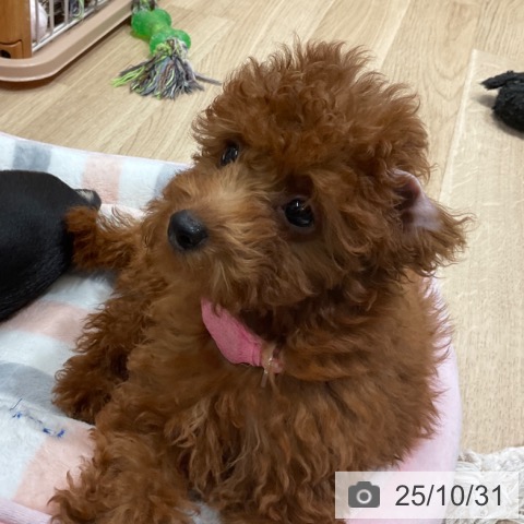 トイ・プードルの写真